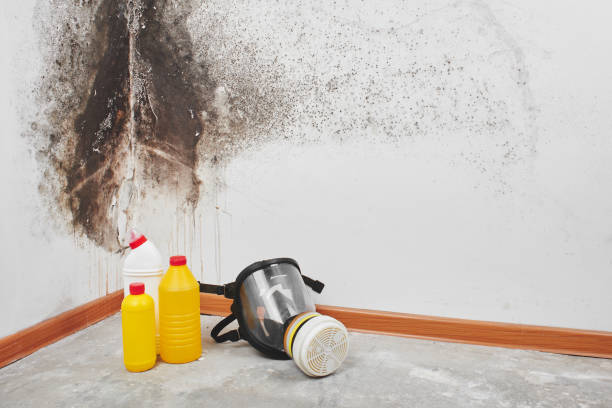 Best Water Damage Restoration  in Harlan, IA