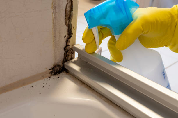 Best Commercial Mold Removal  in Harlan, IA