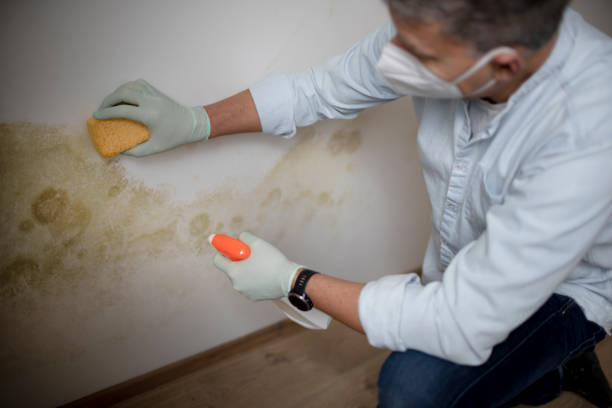 Best Crawl Space Mold Removal  in Harlan, IA