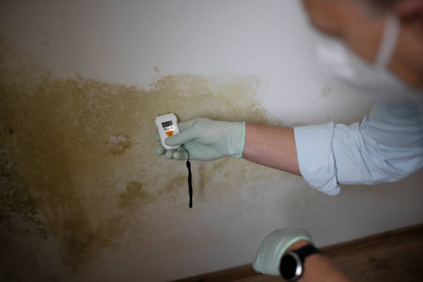 Best Professional Mold Removal  in Harlan, IA