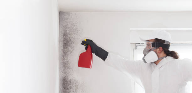 Best Fast Mold Removal  in Harlan, IA