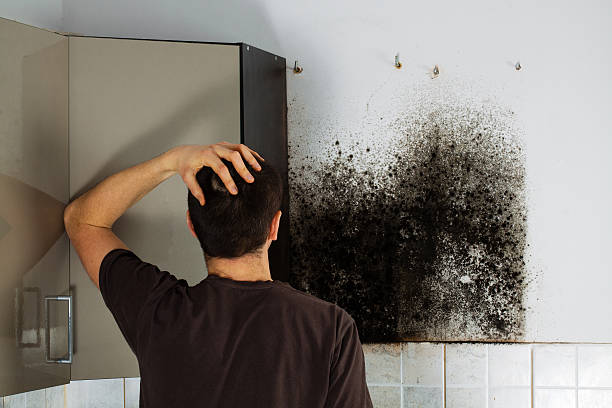 Best Mold Damage Repair  in Harlan, IA