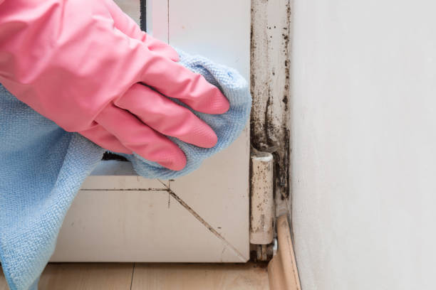 Best Water Damage Restoration  in Harlan, IA